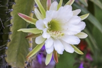 Moonlight Cactus - Everglades