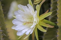 Moonlight Cactus; Plants; Everglades; Flowers, fruit tree; Florida; Botany, tropical; nature photography