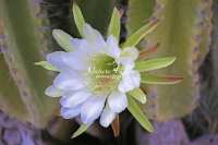 Moonlight Cactus - Everglades