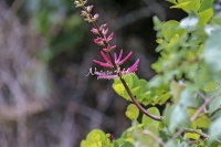 Corel Bean - Purple Coarl Tree