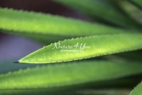 Saw Palmetto - Florida