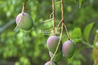 Mango Tree - Everglades