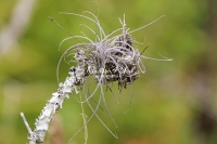 Epiphyte - Everglades