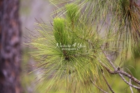 Pine Slash - Everglades