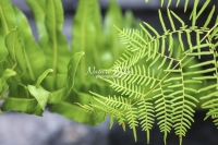 Cypress leaf - Everglades