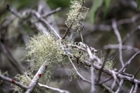 Spanish Moss - Florida