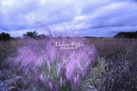 Purple Muhly Grass - Everglades