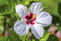 White Hibiscus - Everglades