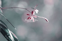 Butterfly Orchid - Everglades