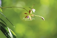 Butterfly Orchid - Florida