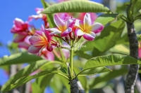 Frangipani Tree - Everglades