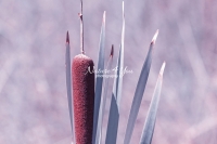 Cat Tail - Everglades