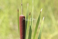 Cat Tail - Everglades - Florida