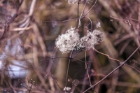 Golden Clematis - Bavaria