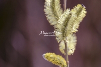Catkin - ament flower - Bavaria