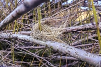 Curling grass - Bavaria