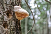 European Fire Sponge - Bavaria