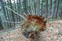 Tree Trunk - Bavaria