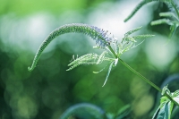 Wild flower - Bavaria