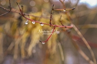 Red Dogwood - Bavaria