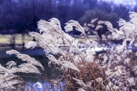 Chinese silvergrass - Bavaria