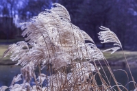 Chinese Silvergrass - Bavaria