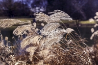 Chinese Silvergrass - Bavaria