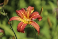 Red Daylily - Bavaria