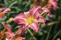 Pink Daylily - Bavaria