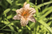 Botany - Yellow Daylily - Bavaria