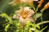 Yellow Daylily - Bavaria
