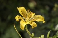 Yellow Daylily - Bavaria
