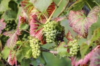 Green Grapes - Baden-Württemberg