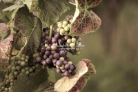 Green Grapes - Baden-Württemberg