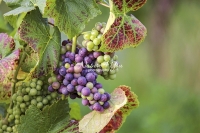 Purple Grapes - Baden-Württemberg