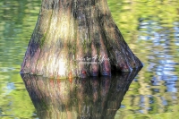 China Swamp Cypress Tree - Bavaria