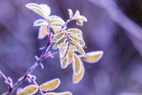 Winter: Frozen plant - Bavaria