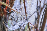 Red Dogwood - Spiderweb - Bavaria