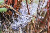 Red Dogwood - Spiderweb - Bavaria