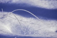 Winter: Frozen grass