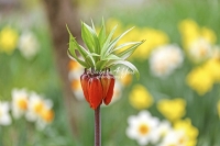 Red Crown Imperial - Kaiser‘s crown - Bavaria