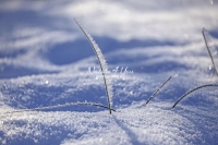 Frozen Grass - Winter - Bavaria