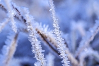 Winter: Frozen grass
