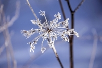 Winter: Frozen plant - Bavaria