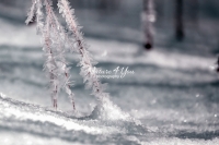 Winter: Frozen branches - Bavaria