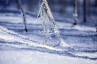Frozen grass - Bavaria