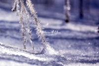 Winter: Frozen plant - Bavaria