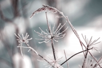 Frozen Plant - Winter - Bavaria