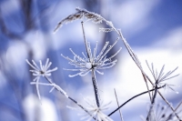 Winter: Frozen plant - Bavaria