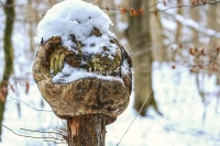 Wooden Forms Bavaria Tree